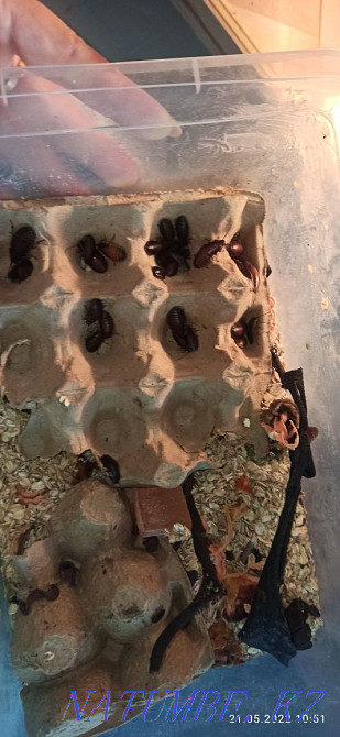 Bearded dragons for breeding Karagandy - photo 6