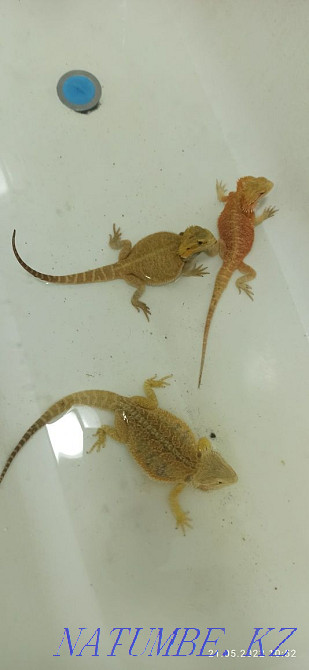 Bearded dragons for breeding Karagandy - photo 3