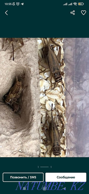 Bearded dragons for breeding Karagandy - photo 7