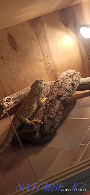 Bearded dragons for breeding Karagandy - photo 2