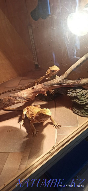 Bearded dragons for breeding Karagandy - photo 1