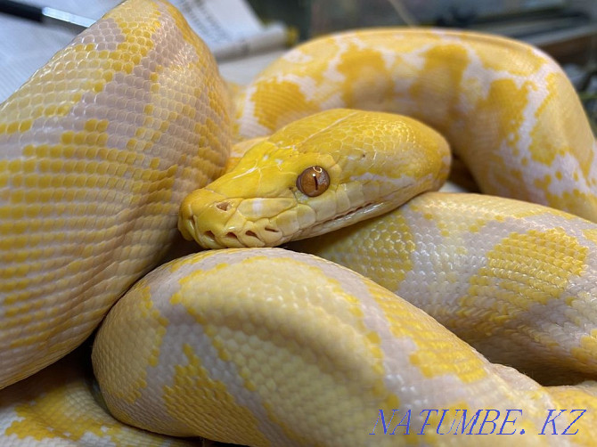 reticulated python  - photo 3
