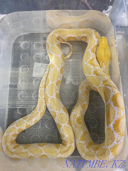 reticulated python  - photo 1
