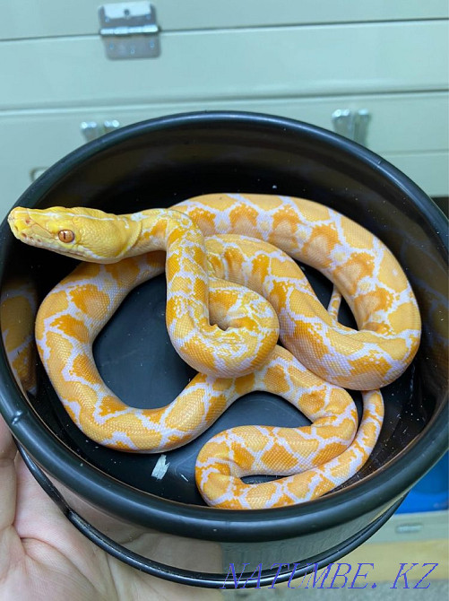 reticulated python  - photo 2