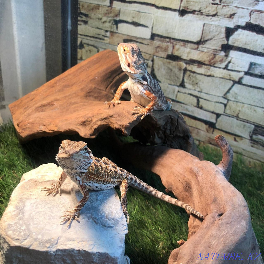 Bearded Agama babies Almaty - photo 2
