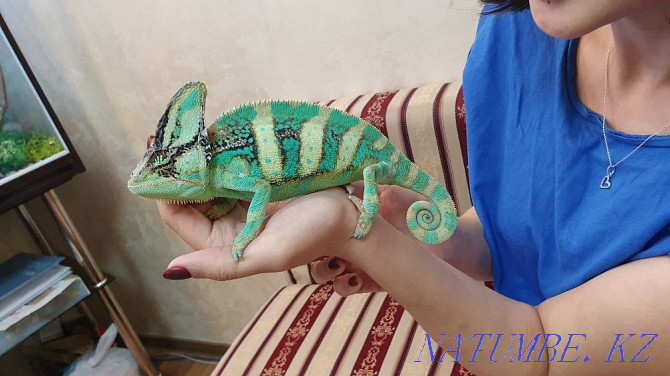 Chameleon Yemeni Almaty Almaty - photo 7