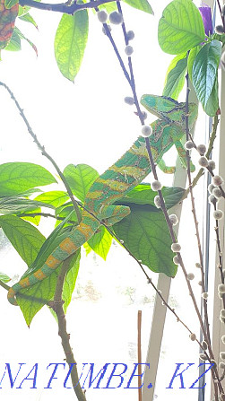 Chameleon Yemeni Almaty Almaty - photo 5