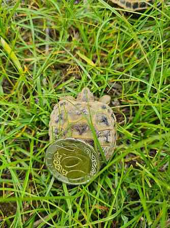 Продам клёвую домашнюю черепаху Almaty