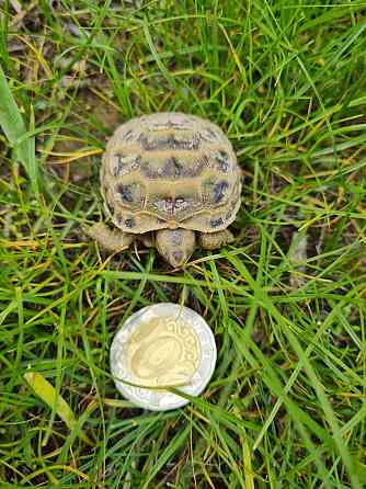 Продам клёвую домашнюю черепаху Алматы