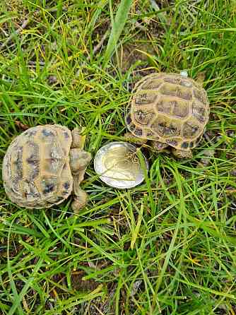 Продам клёвую домашнюю черепаху Almaty