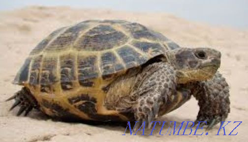 Selling a cute pet turtle Almaty - photo 1