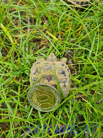 Selling a cute pet turtle Almaty - photo 5