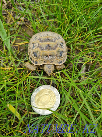 Selling a cute pet turtle Almaty - photo 4