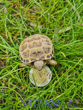 Selling a cute pet turtle Almaty - photo 3