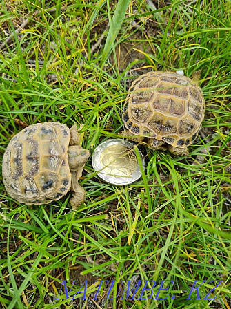 Selling a cute pet turtle Almaty - photo 6