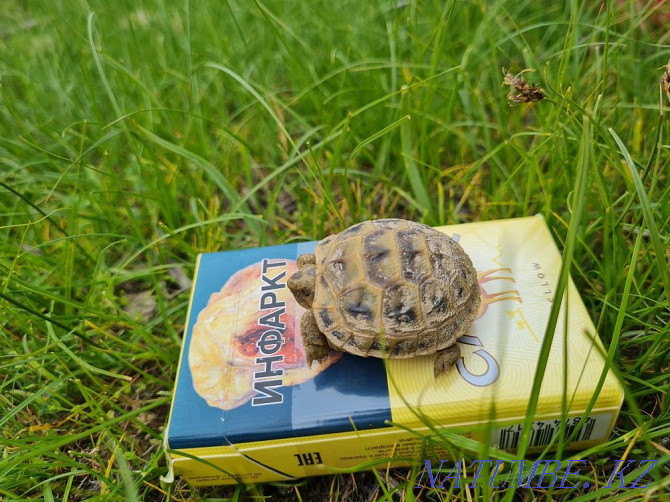 Selling a cute pet turtle Almaty - photo 8