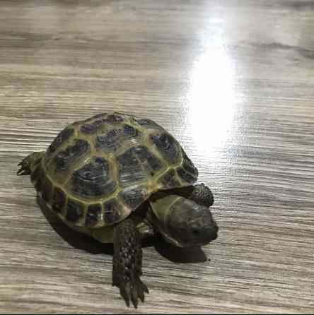 Сухопутная черепаха Almaty