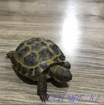 Сухопутная черепаха Алматы - изображение 3