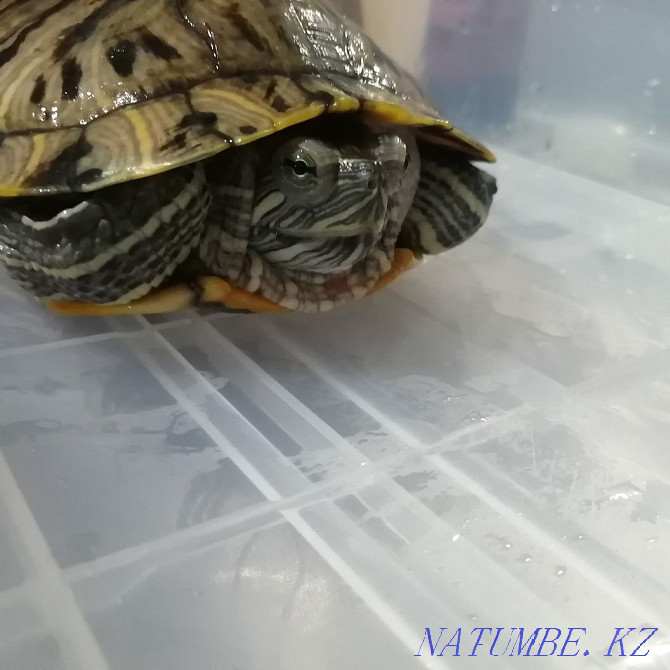 rubella turtle Astana - photo 1