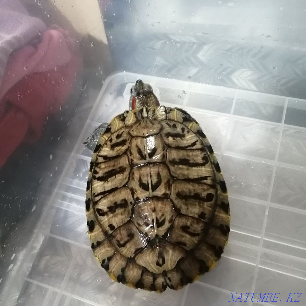rubella turtle Astana - photo 2
