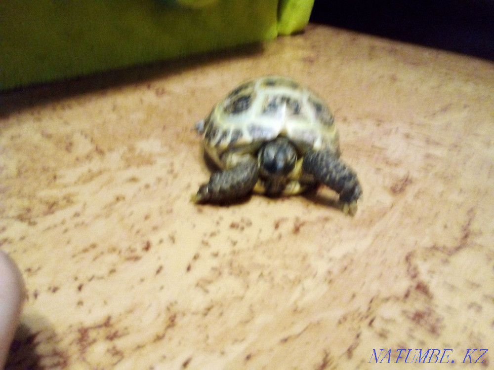 Turtle land Astana - photo 3