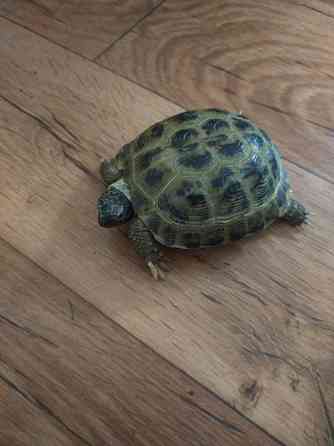 Продам черепаху сухопутную Pavlodar