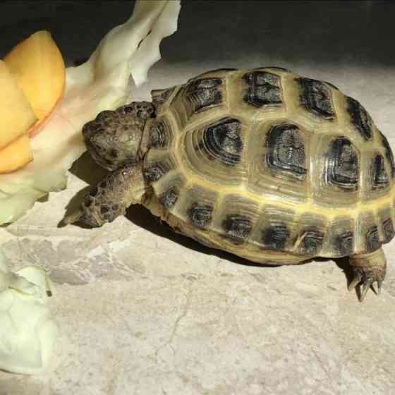 Черепаха сухопутная Karagandy