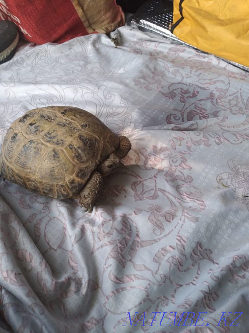 Продам черепаху Алгабас - изображение 1