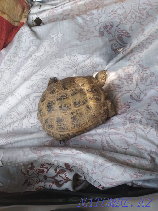 Продам черепаху Алгабас - изображение 2