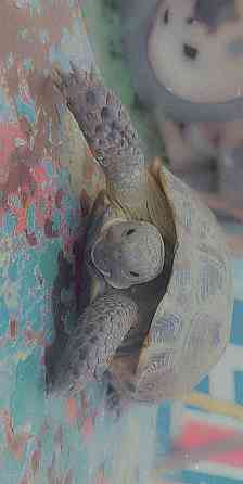 Сухопутная черепаха Almaty