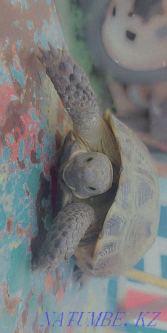 land turtle Almaty - photo 3