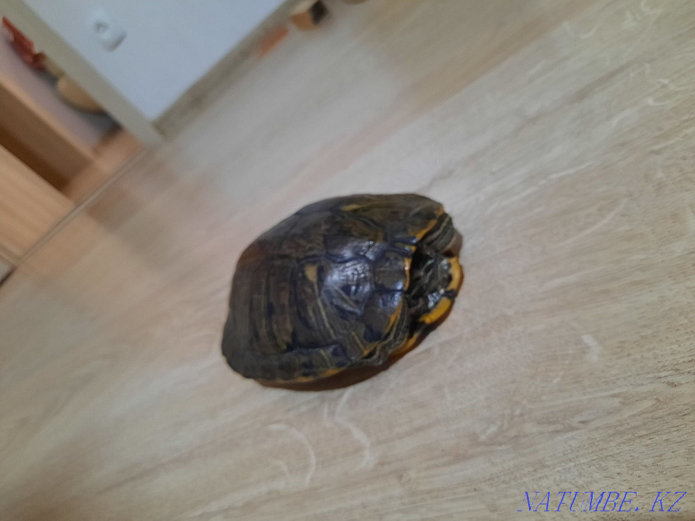 Қызыл құлақ тасбақа.  Саран - изображение 3