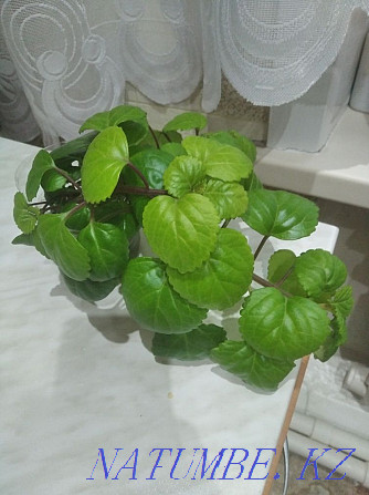 Plectranthus for sale. Sorang - photo 1