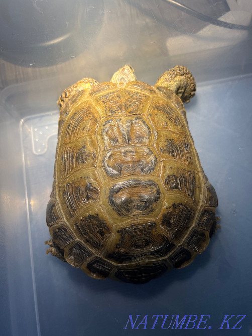 Sell land turtle Astana - photo 1