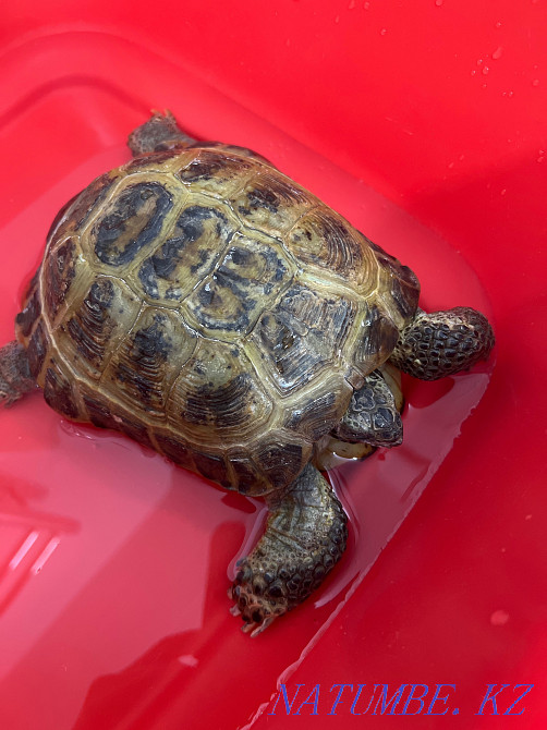 Sell land turtle Astana - photo 2