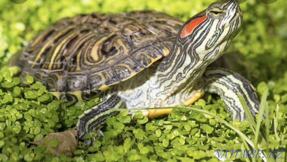 Pond slider. Male. Astana - photo 1