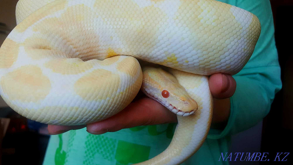 Royal python, albino. Astana - photo 1