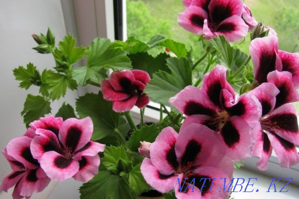 Royal Pelargonium. Sorang - photo 1