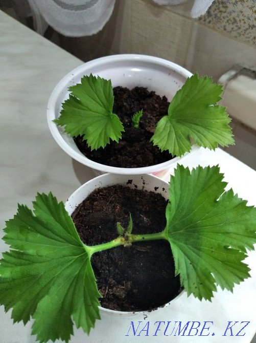 Royal Pelargonium. Sorang - photo 2