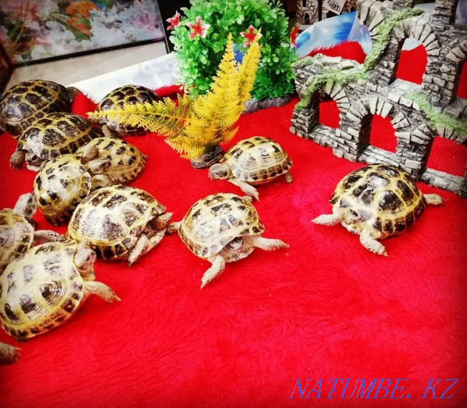 Land Turtle Kostanay - photo 4