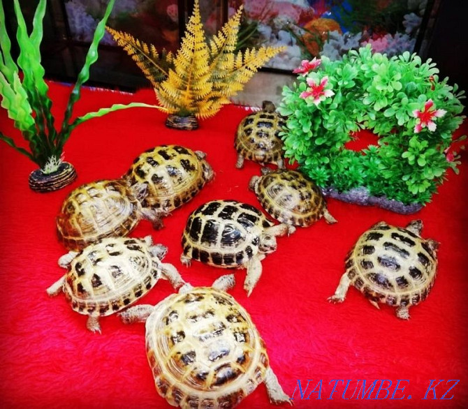 Land Turtle Kostanay - photo 1