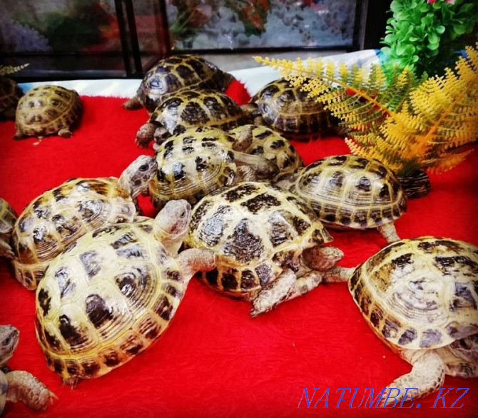 Land Turtle Kostanay - photo 3