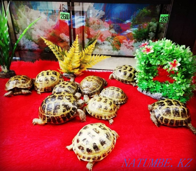 Land Turtle Kostanay - photo 2