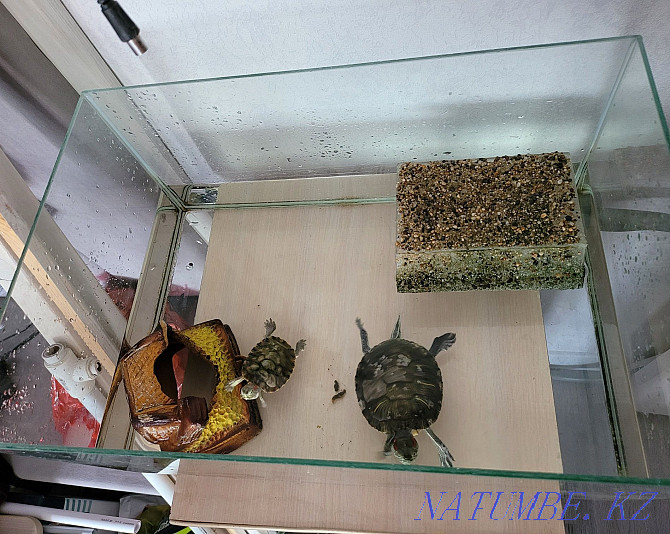 Red-eared turtles Kostanay - photo 1