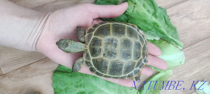 Land turtles! Мангистау - photo 1