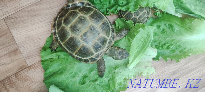 Land turtles! Мангистау - photo 3