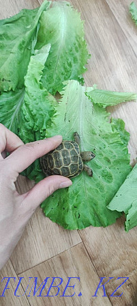 Land turtles! Мангистау - photo 6