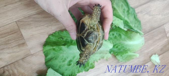 Land turtles! Мангистау - photo 2