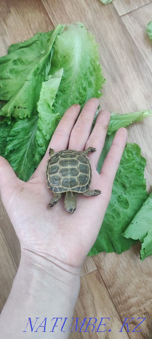 Land turtles! Мангистау - photo 4