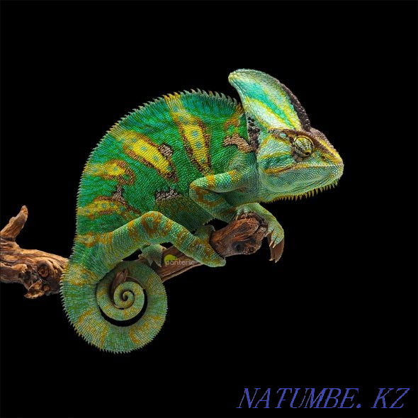 Yemeni chameleon. (Chamaeleo calyptratus lat.) Almaty - photo 1